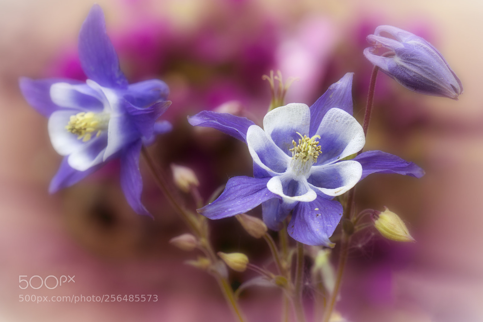 Sony a6000 sample photo. Soft pastels photography