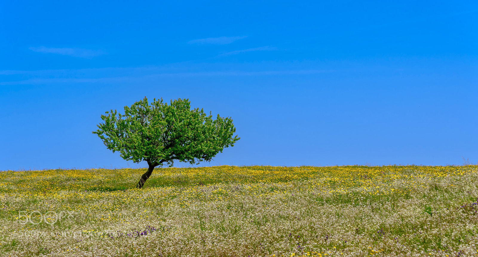 Nikon D750 sample photo. Lonley tree photography