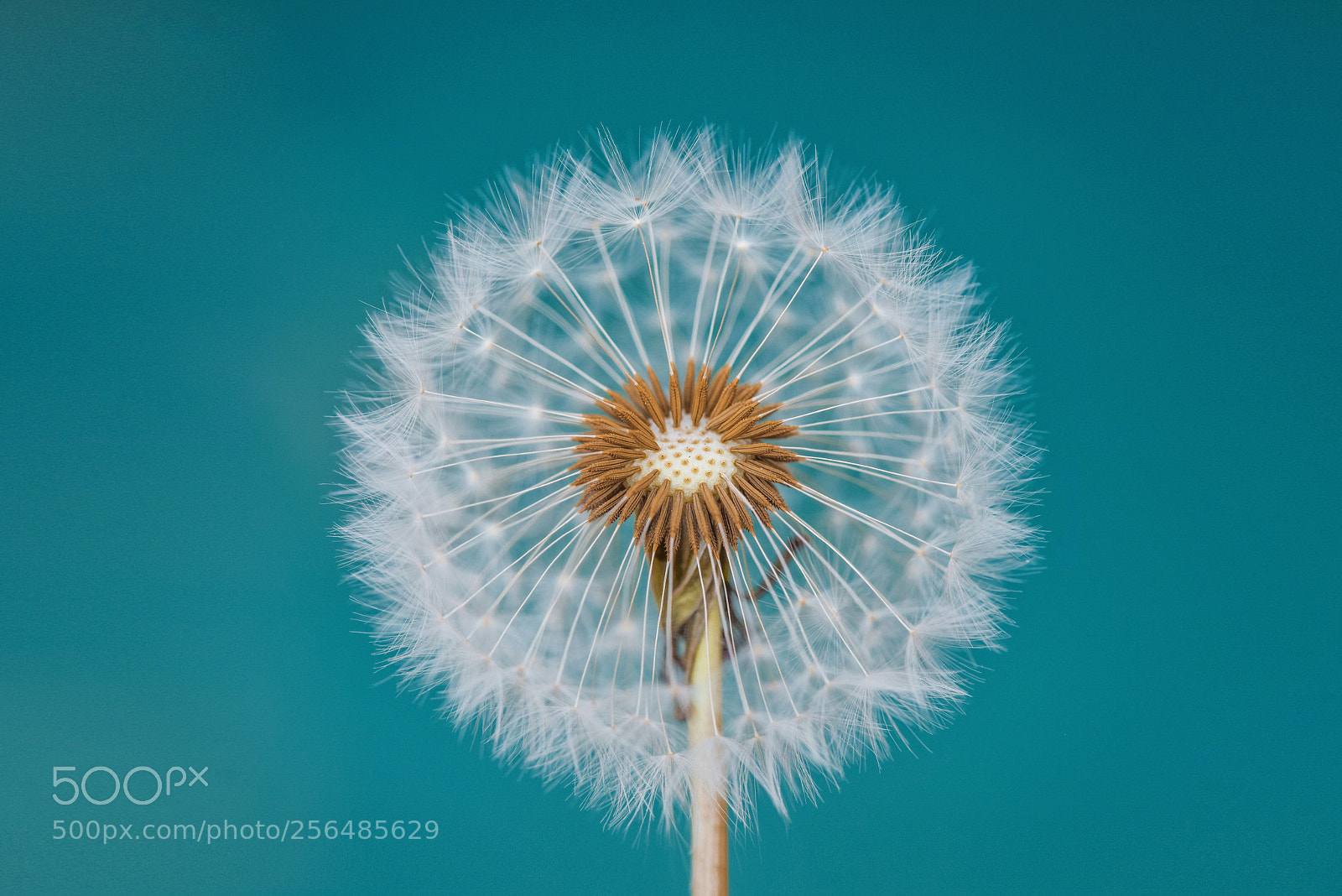 Nikon D810 sample photo. Dandelion photography