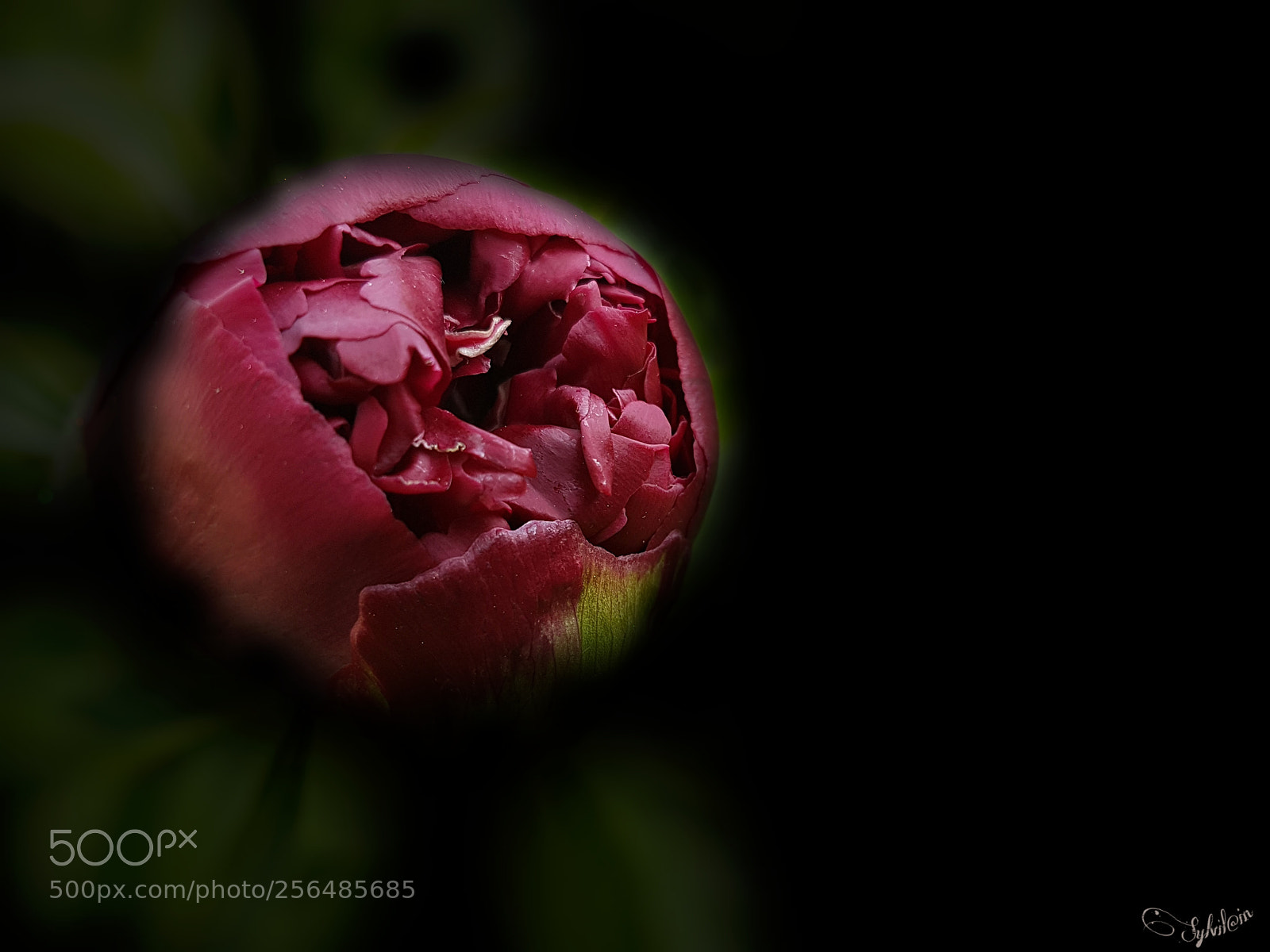 Samsung Galaxy S7 Edge sample photo. Pivoine photography