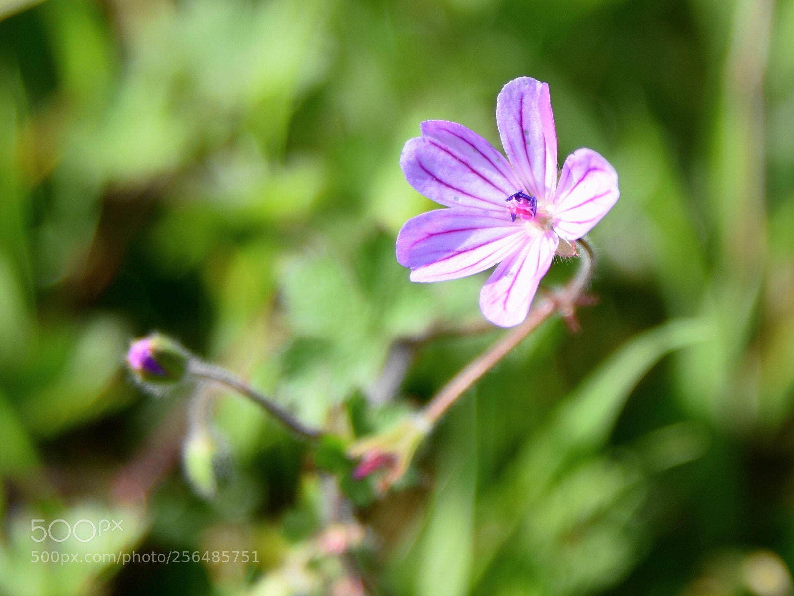Nikon D7200 sample photo. Little beautiful flower  photography