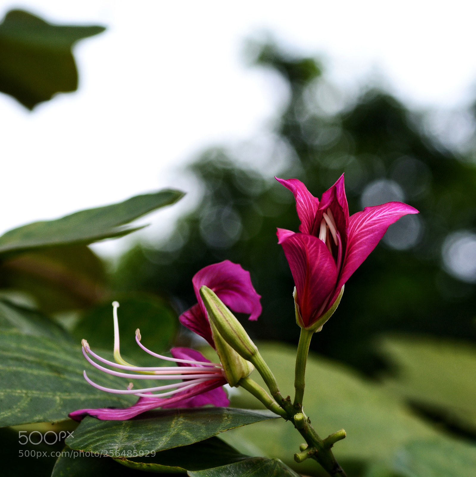Nikon D7100 sample photo. Stnvbcb photography