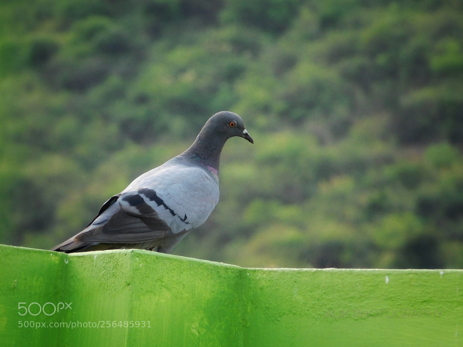 Nikon Coolpix L840 sample photo. Pigeon photography