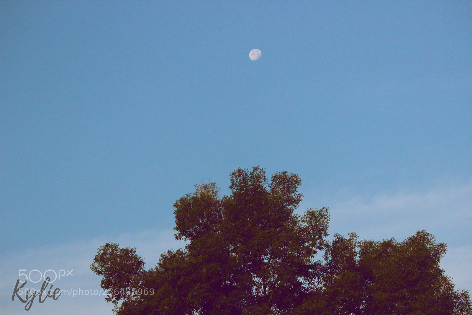 Canon EOS 600D (Rebel EOS T3i / EOS Kiss X5) sample photo. Moon and tree. photography