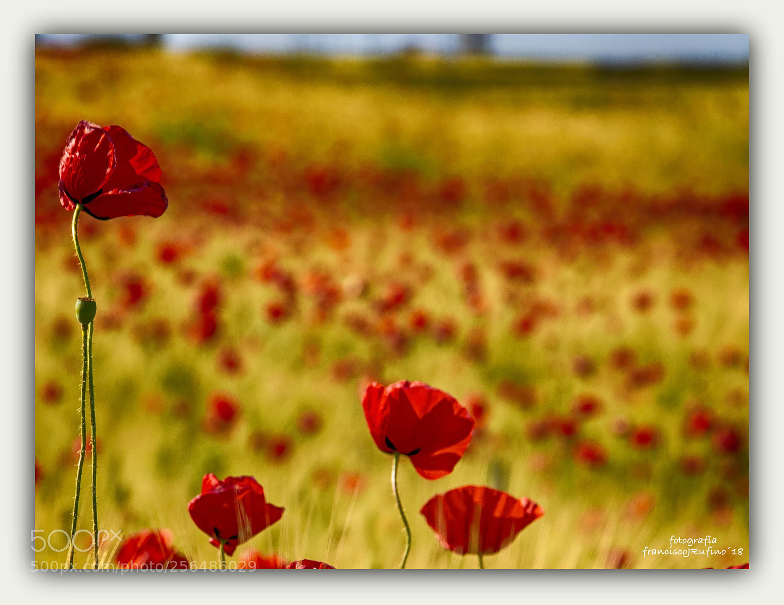 Canon EOS 70D sample photo. Buscando a una compan photography