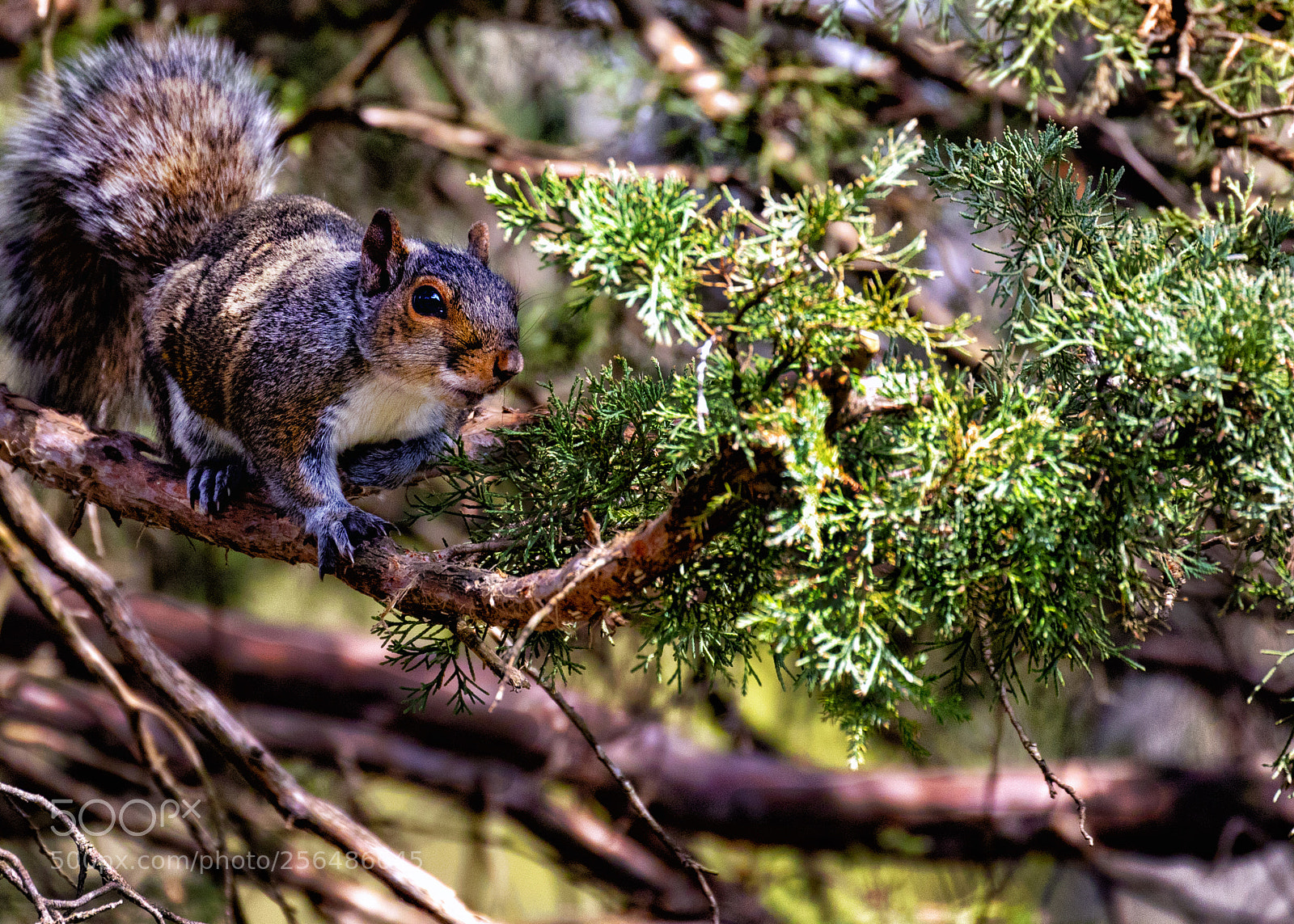 Canon EOS 7D Mark II sample photo. My hiding place photography