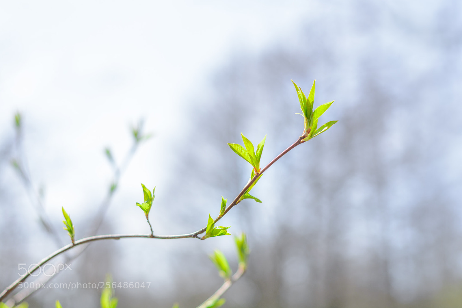 Nikon D7100 sample photo. Spring, may, the first photography