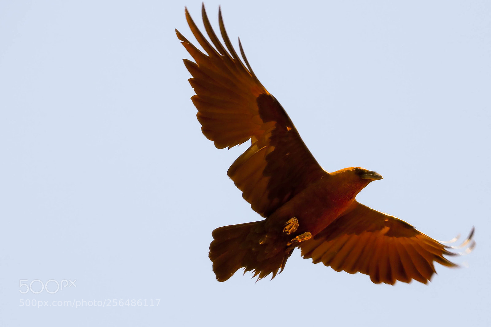 Canon EOS 760D (EOS Rebel T6s / EOS 8000D) sample photo. The crow photography