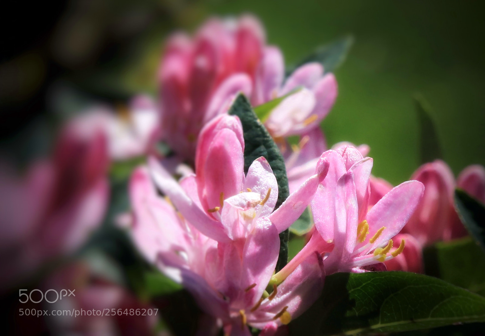 Canon EOS 80D sample photo. "bush flower" photography