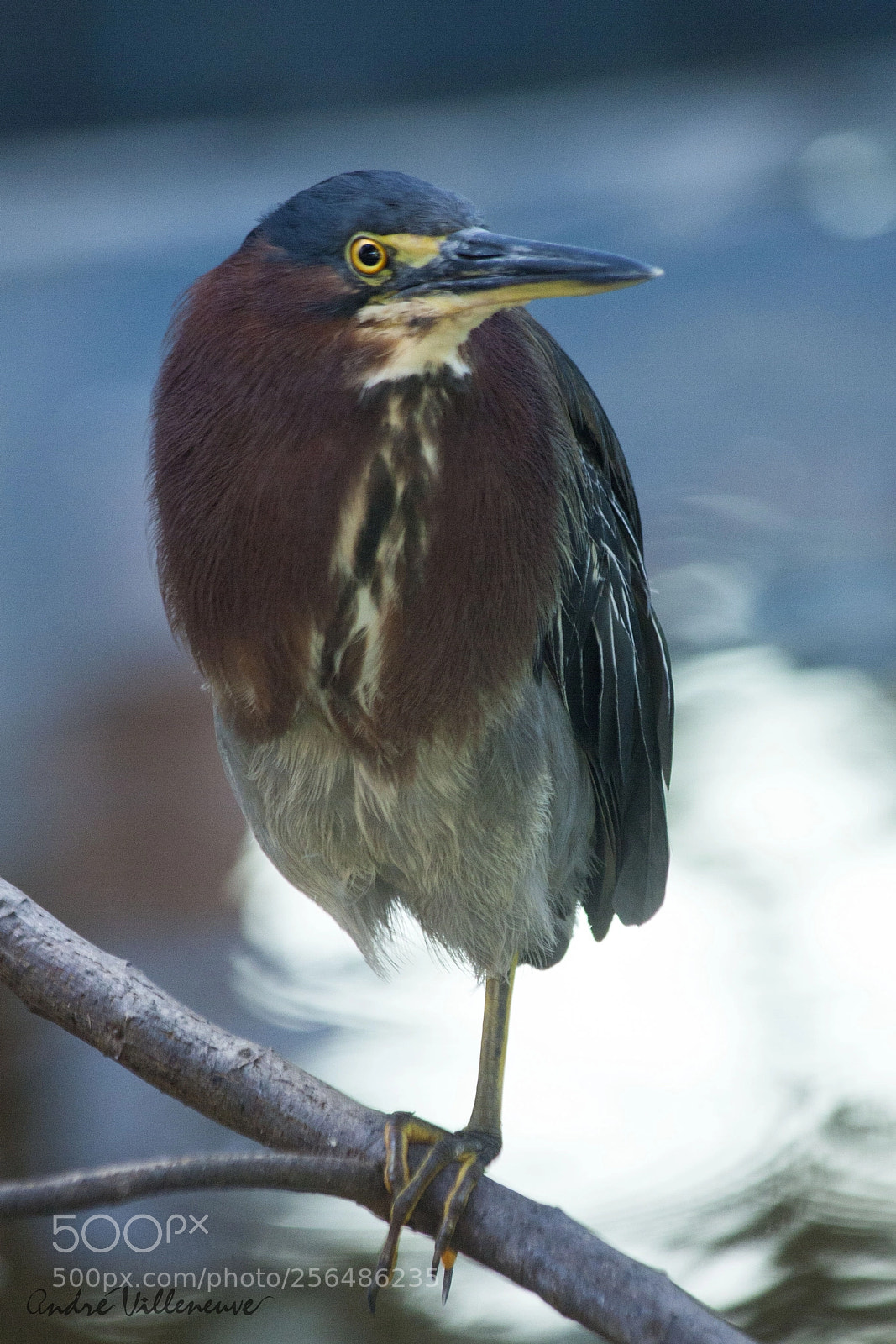 Canon EOS 450D (EOS Rebel XSi / EOS Kiss X2) sample photo. Green heron photography