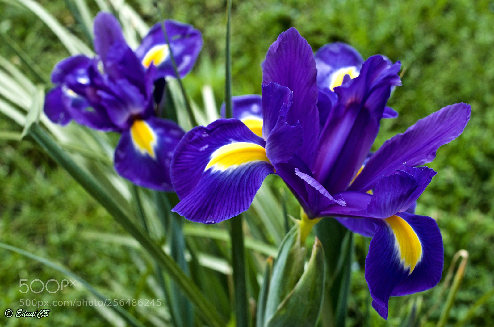 Pentax K-5 sample photo. Iris photography