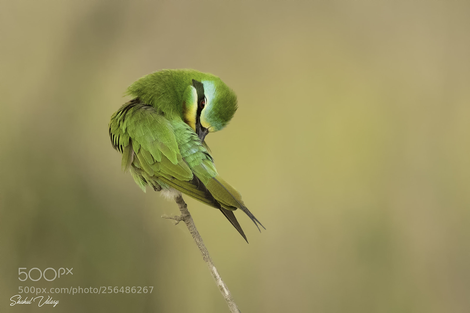 Nikon D500 sample photo. Blue cheecked bee eater photography