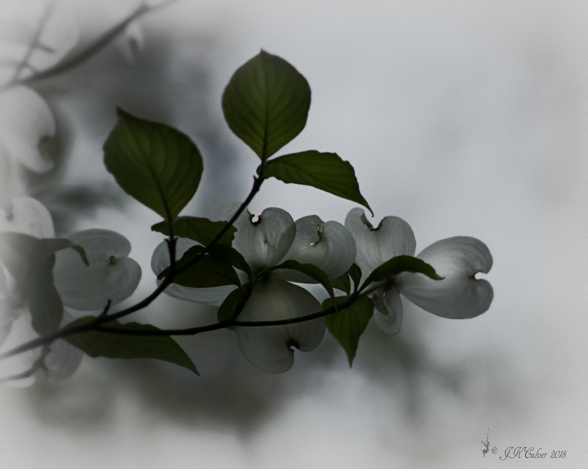 Canon EF 75-300mm f/4-5.6 sample photo. Wherever there is light photography