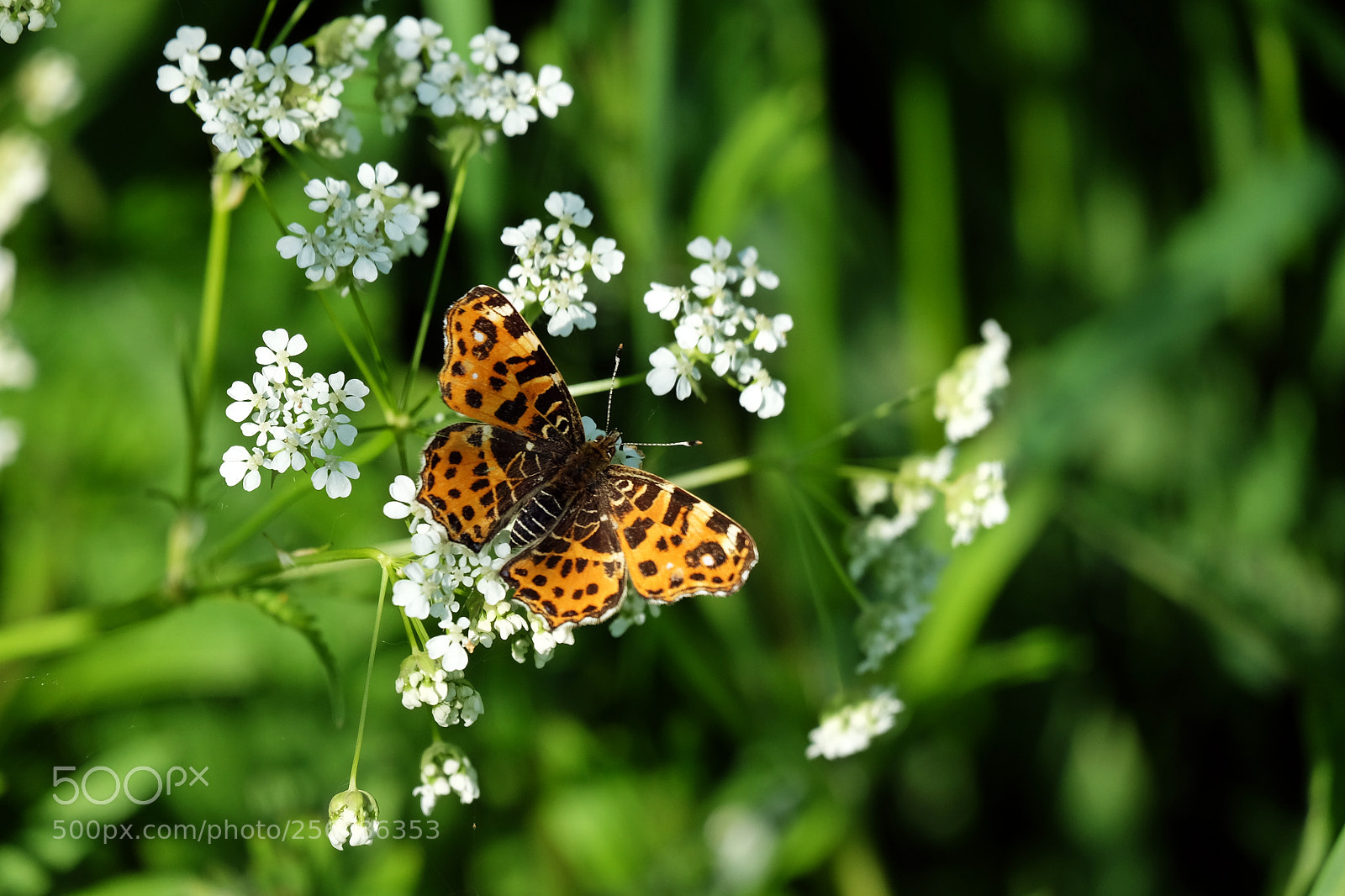 Fujifilm X-T10 sample photo. Landkaartje photography