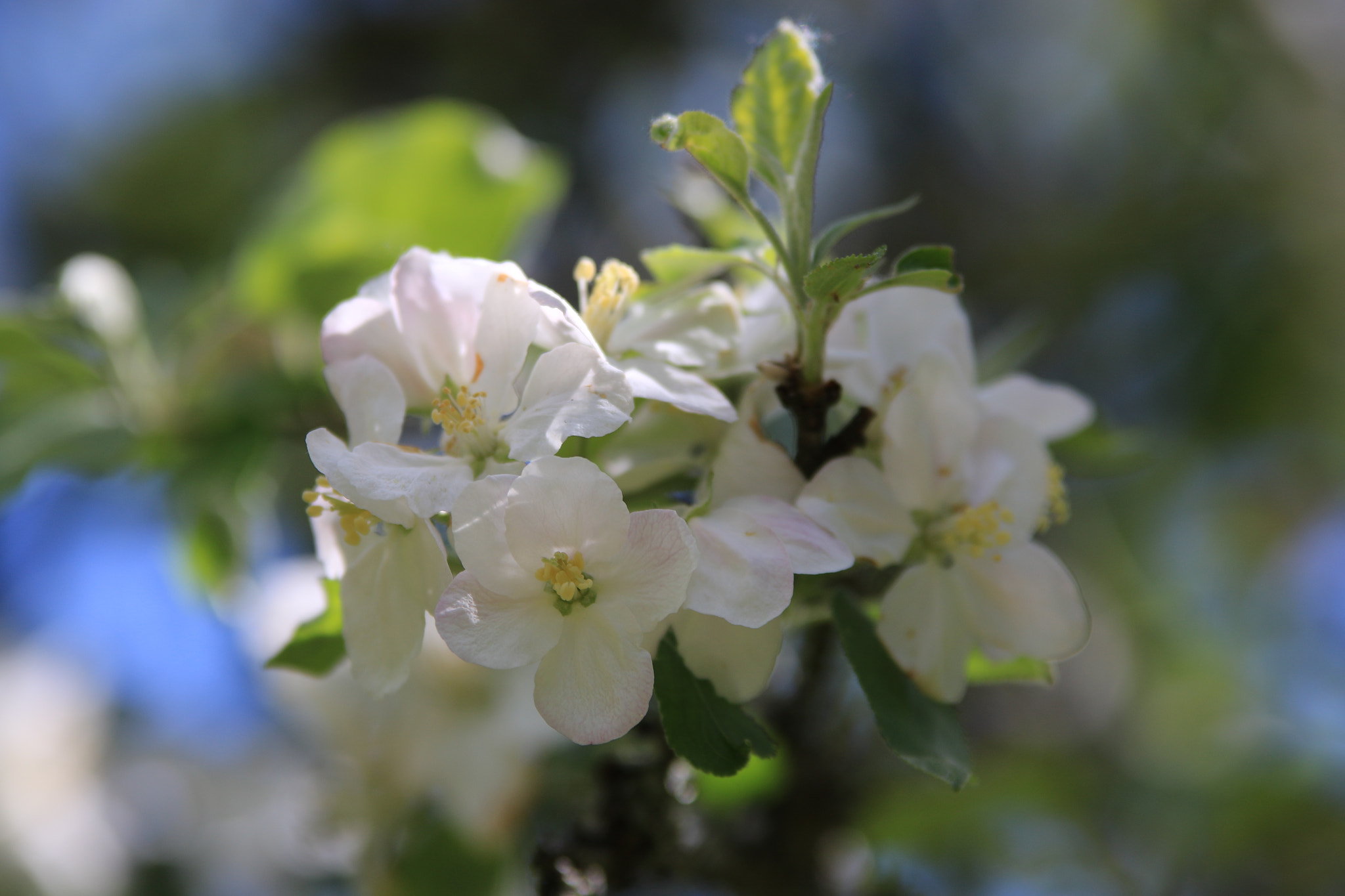 Sigma 70-200mm F2.8 EX DG OS HSM sample photo. Apfelblüten photography