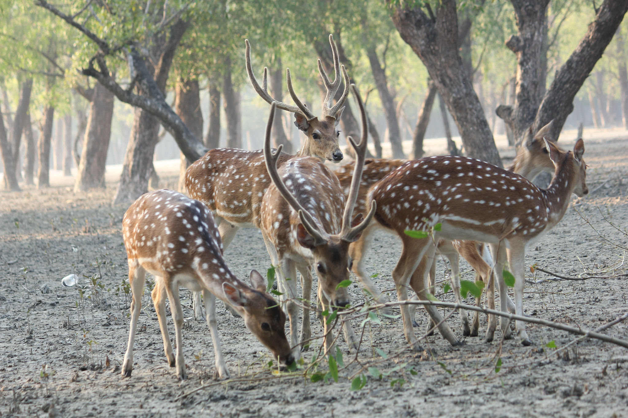 Canon EF-S 55-250mm F4-5.6 IS II sample photo. Deer in mangrove forest photography