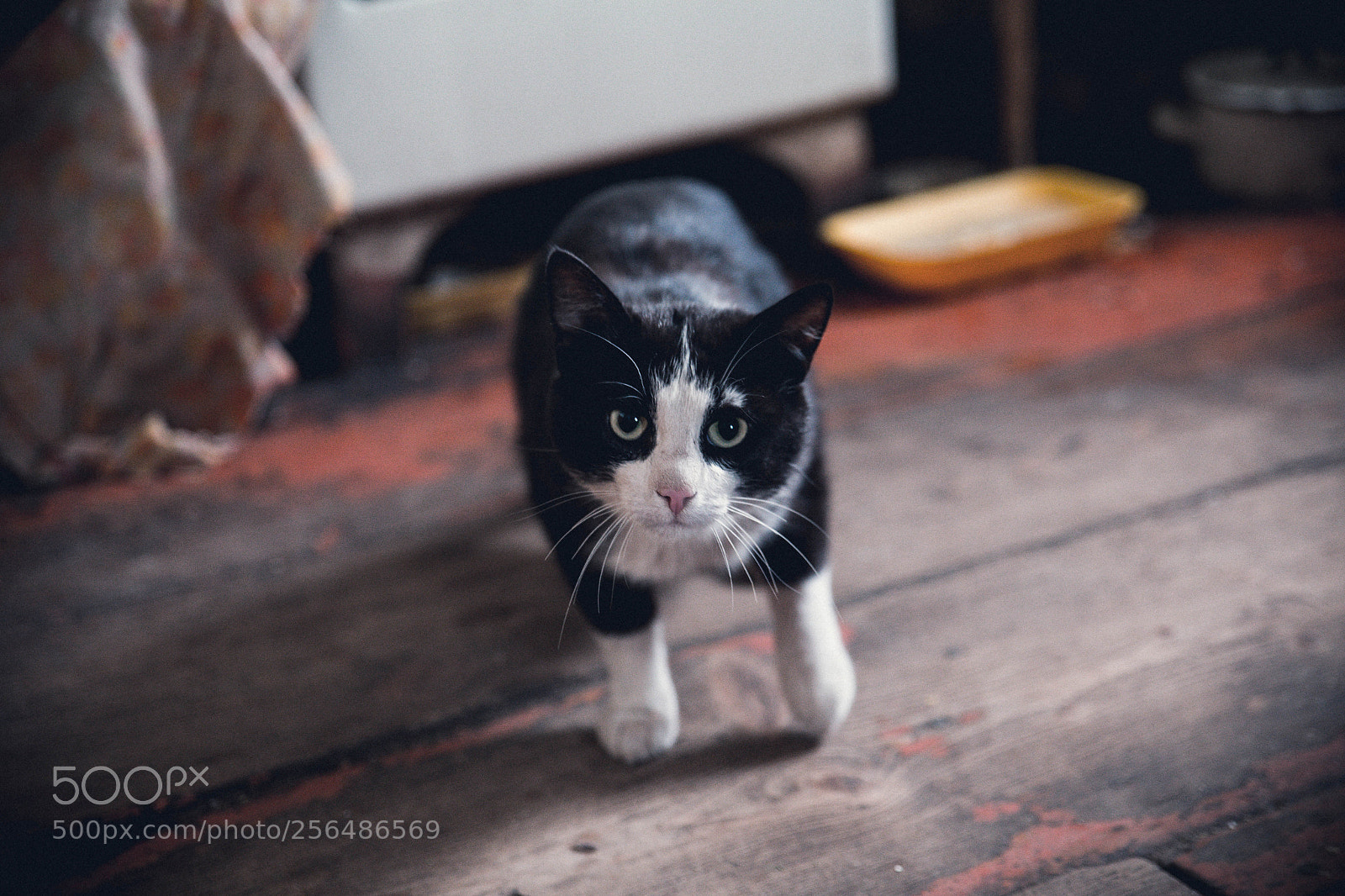Canon EOS 6D sample photo. Img photography