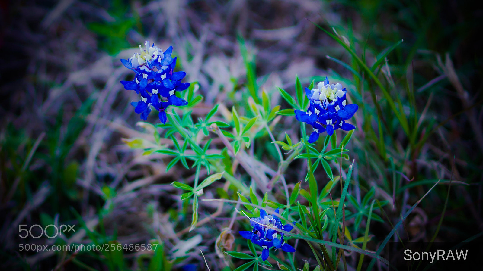 Sony a6500 sample photo. Bluebonnet photography