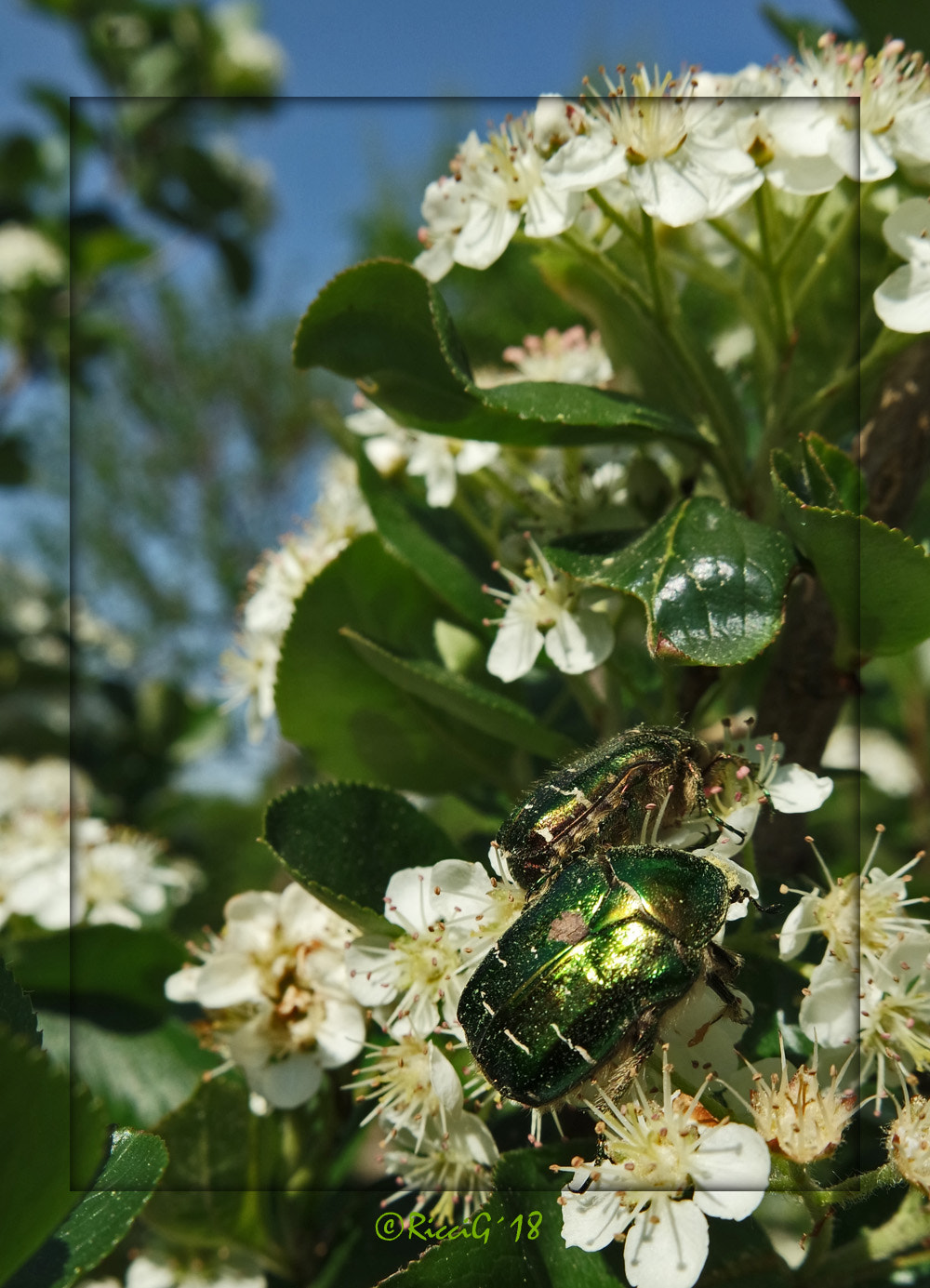 Samsung NX3300 sample photo. Two beetles photography