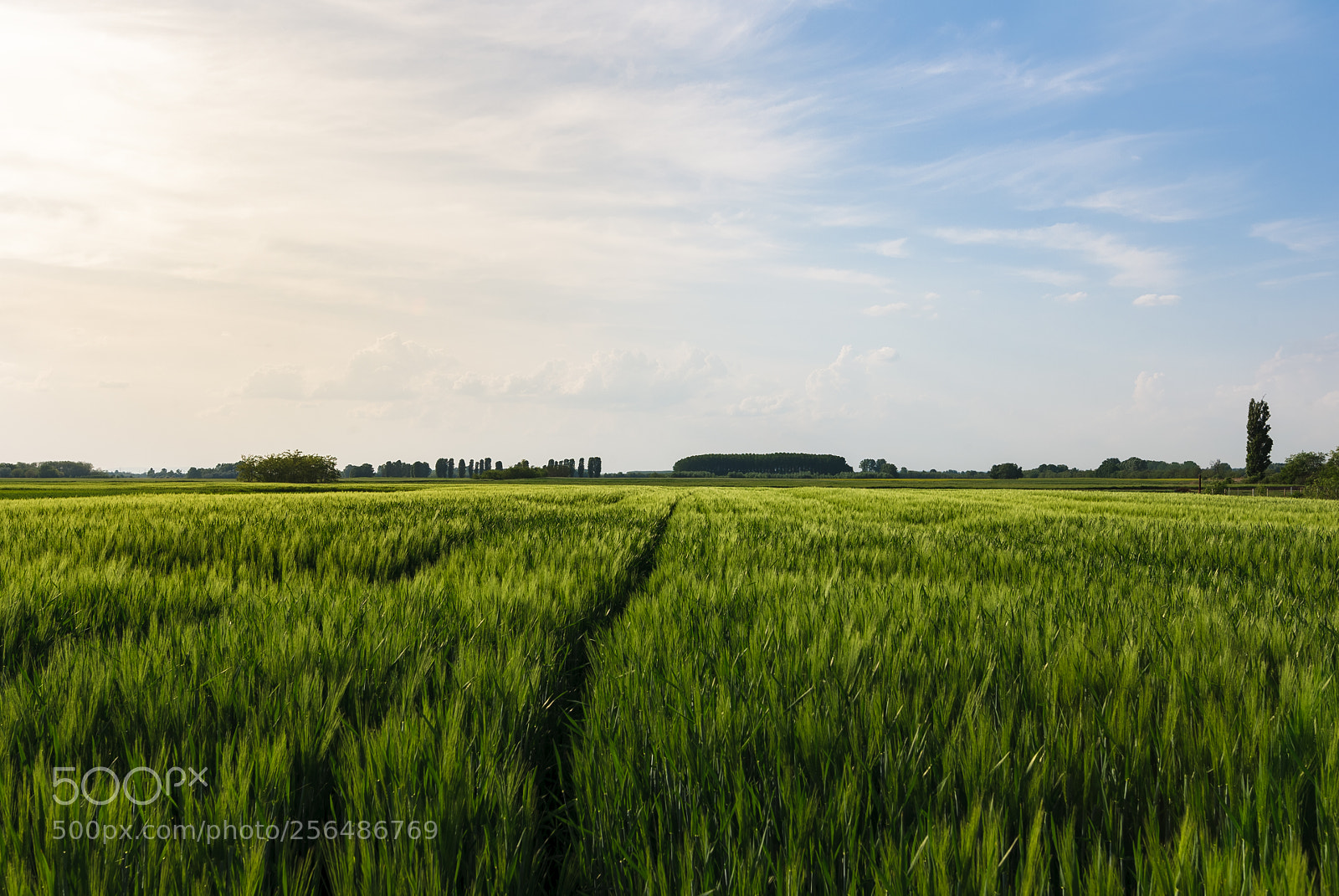 Canon EOS-1D Mark III sample photo. The field photography