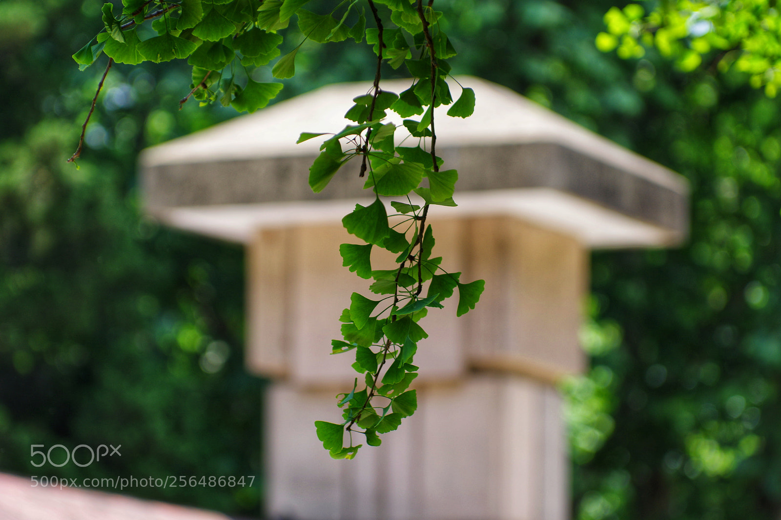 Pentax K-3 II sample photo. Untitled photography