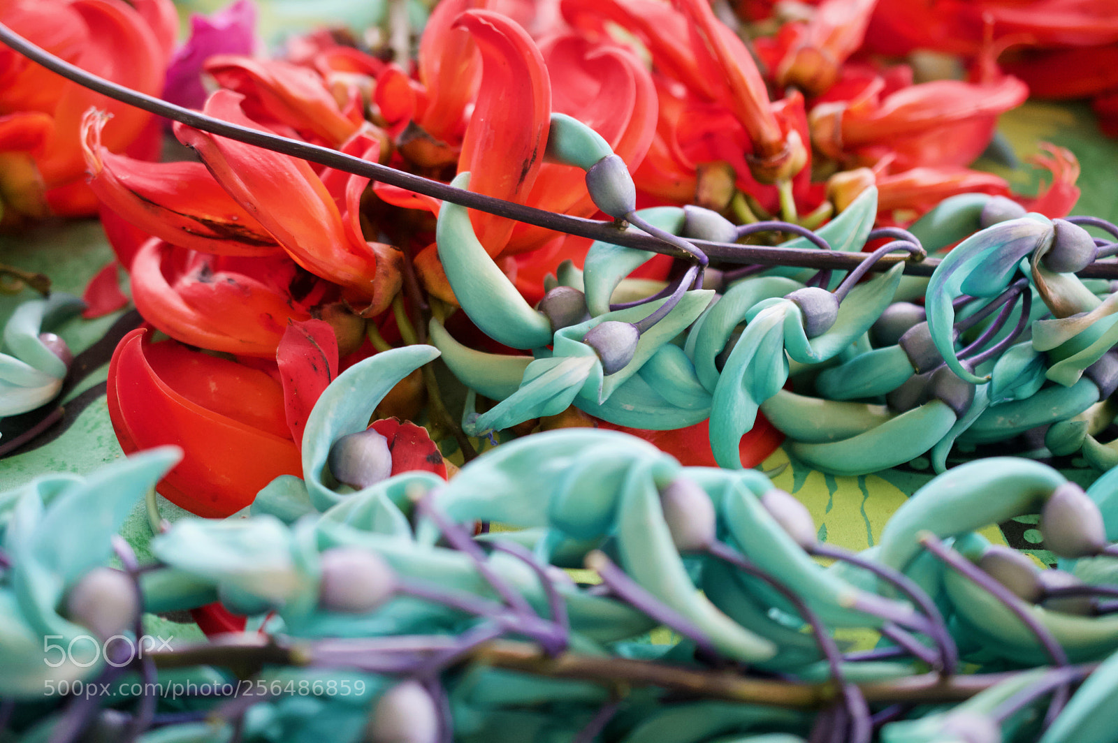 Nikon D3200 sample photo. May day is lei photography