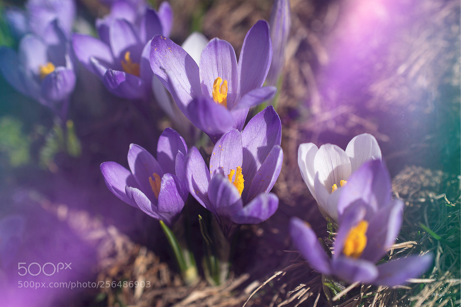 Nikon D5200 sample photo. Crocus  photography