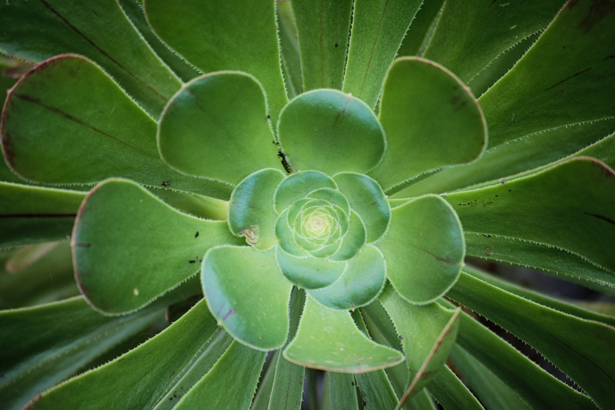 Nikon D3300 sample photo. Concentric photography