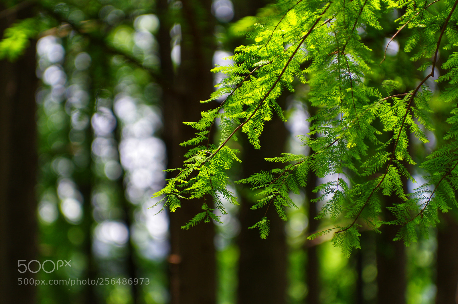 Pentax K-3 II sample photo. Untitled photography