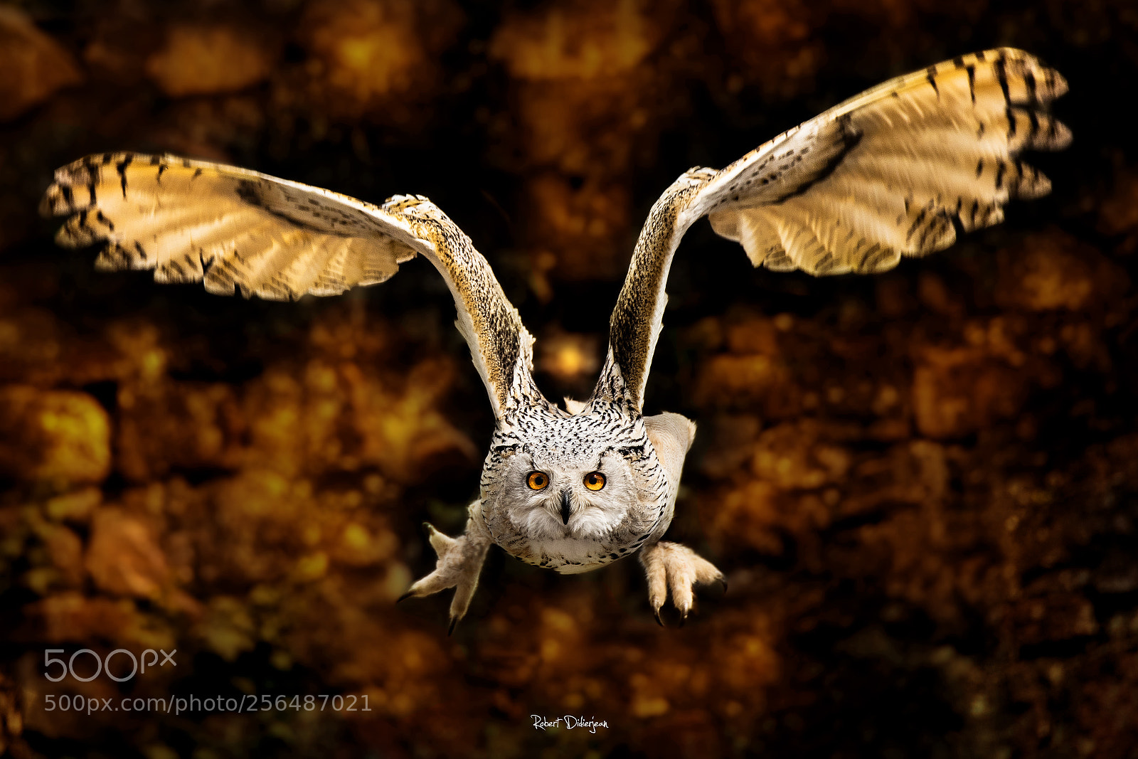 Nikon D810 sample photo. Snowy owl in flight photography
