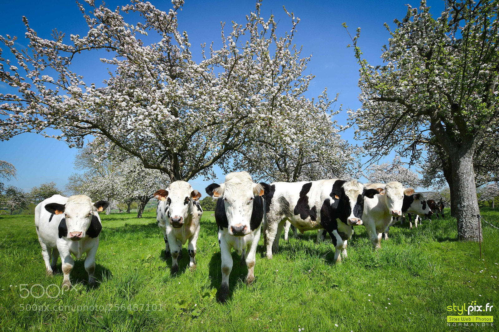Nikon D500 sample photo. Vaches sous les pommiers photography