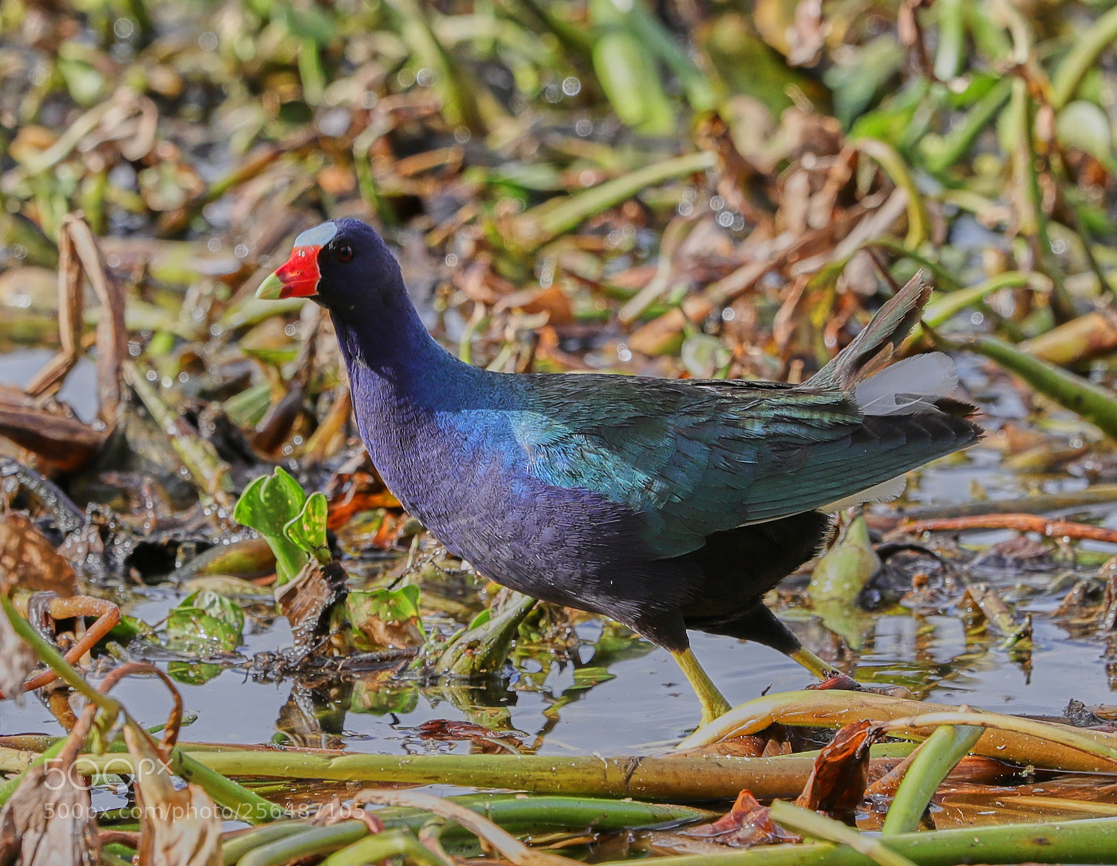 Canon EOS-1D X Mark II sample photo. 05-04-18-0015997.jpg photography
