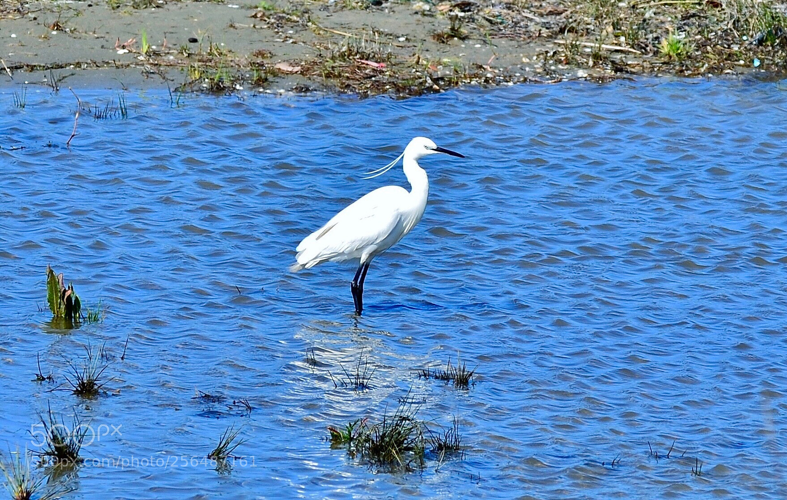 Nikon D7000 sample photo. White heron photography