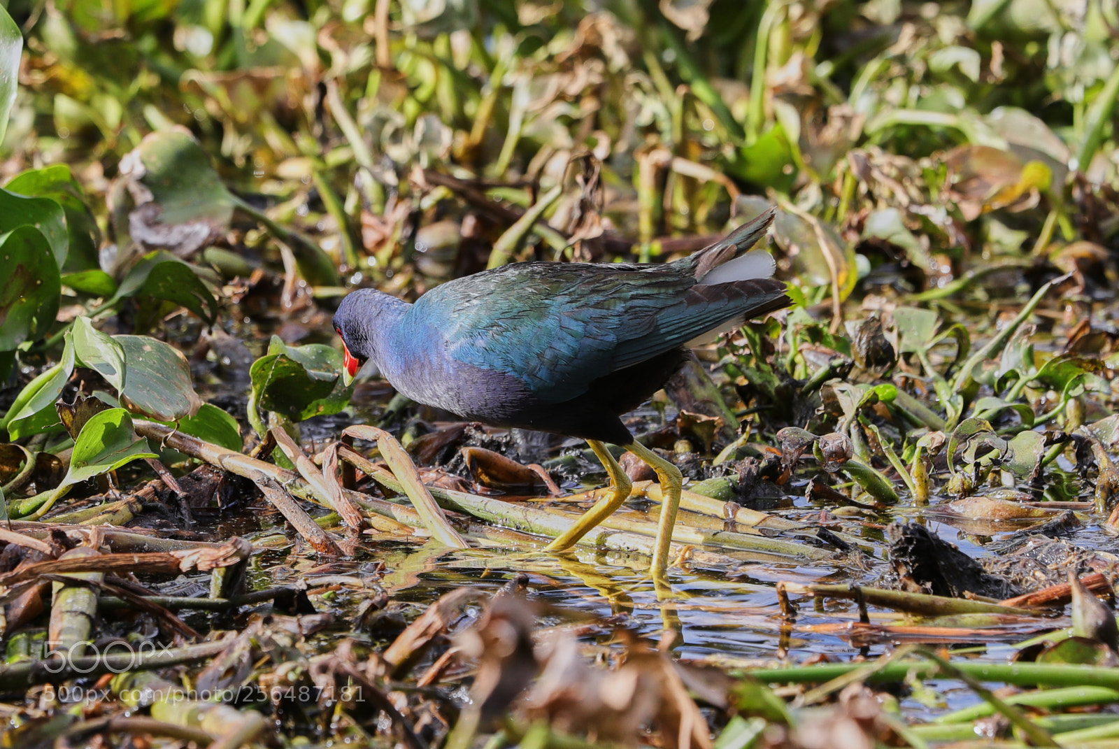 Canon EOS-1D X Mark II sample photo. 05-04-18-0015989.jpg photography