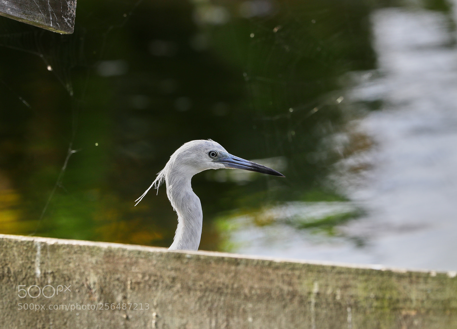Canon EOS-1D X Mark II sample photo. 05-04-18-0015983.jpg photography