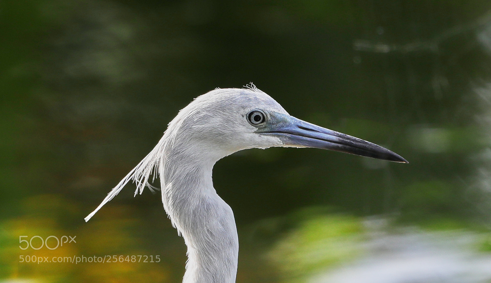 Canon EOS-1D X Mark II sample photo. 05-04-18-0015982.jpg photography