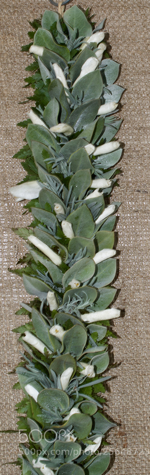 Nikon D3200 sample photo. May day is lei photography