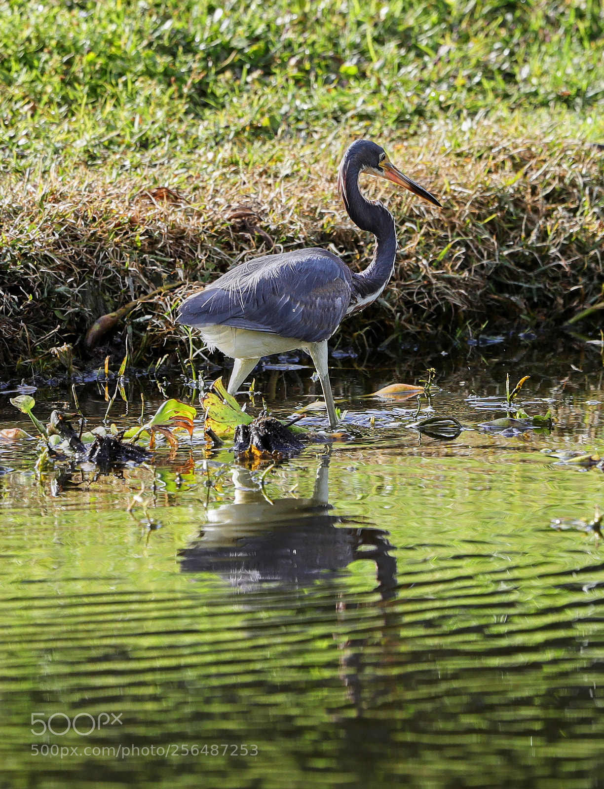 Canon EOS-1D X Mark II sample photo. 05-04-18-0015980.jpg photography