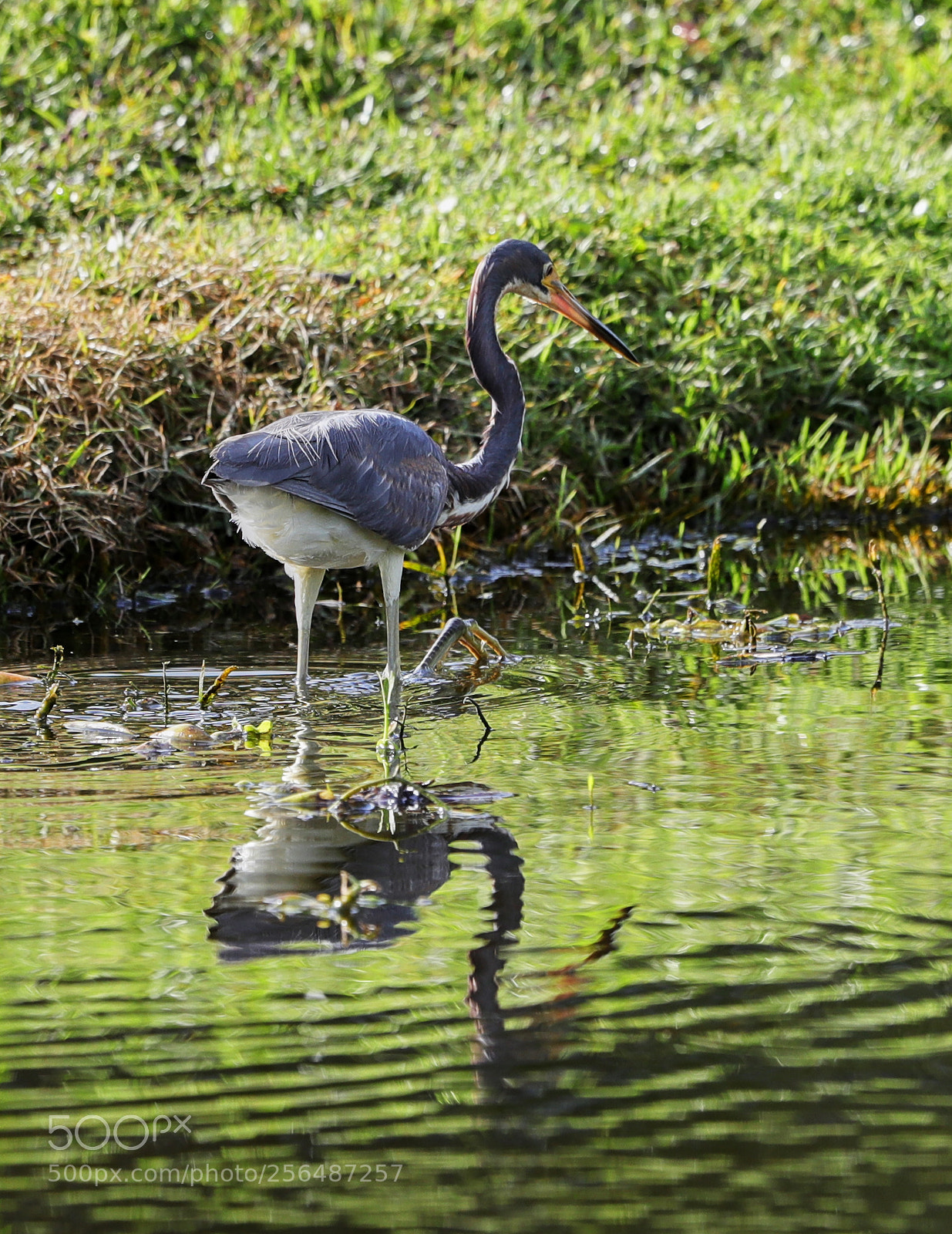 Canon EOS-1D X Mark II sample photo. 05-04-18-0015979.jpg photography