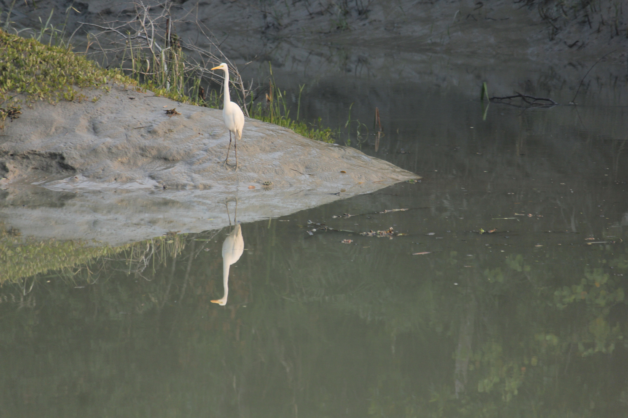 Canon EF-S 55-250mm F4-5.6 IS II sample photo. Stork photography