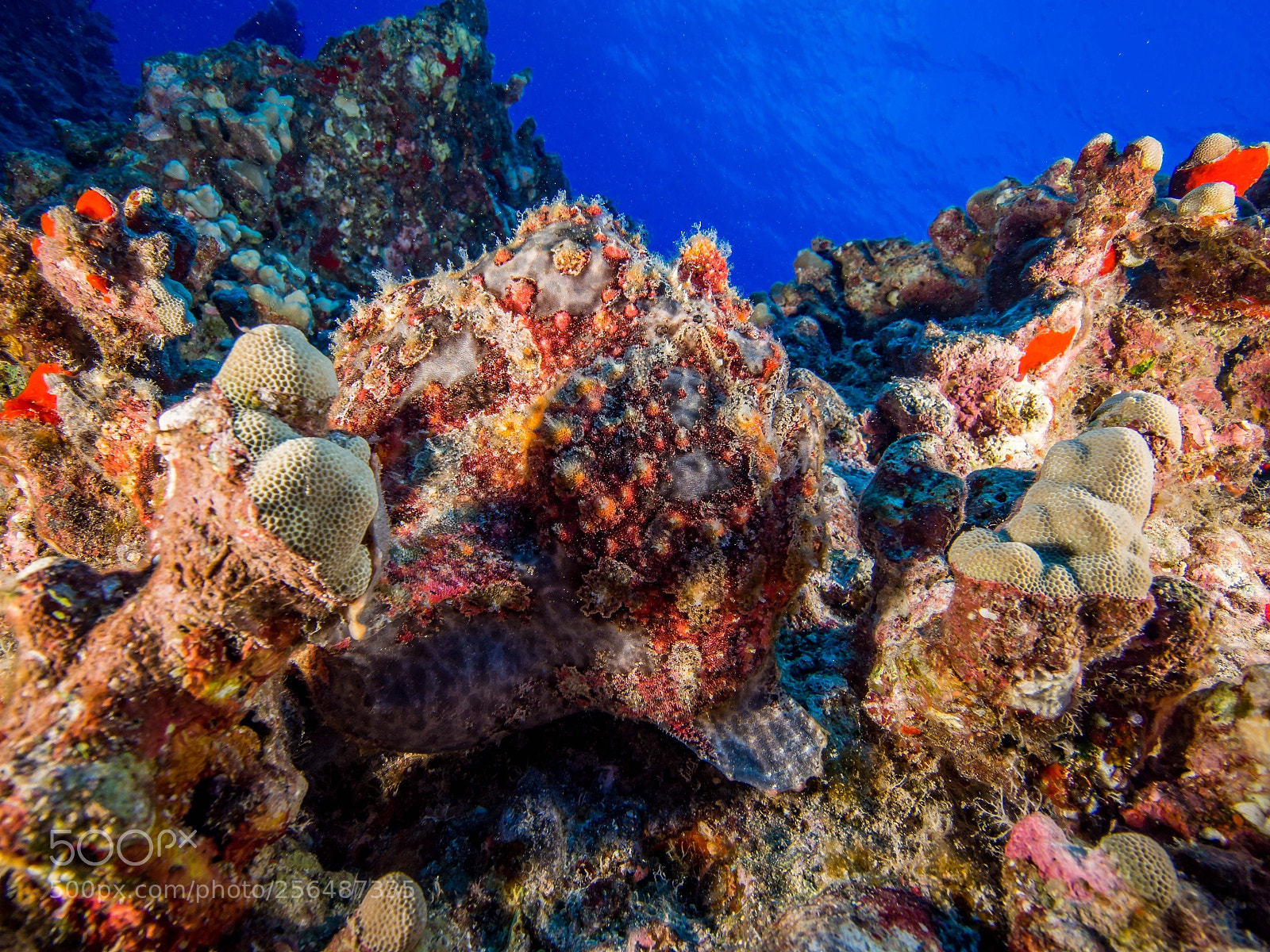 Olympus OM-D E-M5 sample photo. Frogfish photography