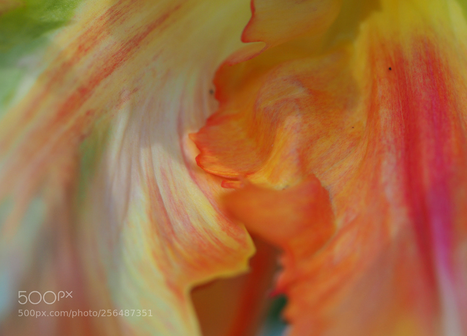 Olympus OM-D E-M5 II sample photo. Tulip abstract photography