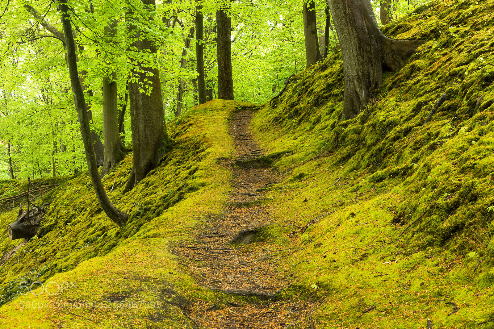 Sony SLT-A65 (SLT-A65V) sample photo. Forest photography