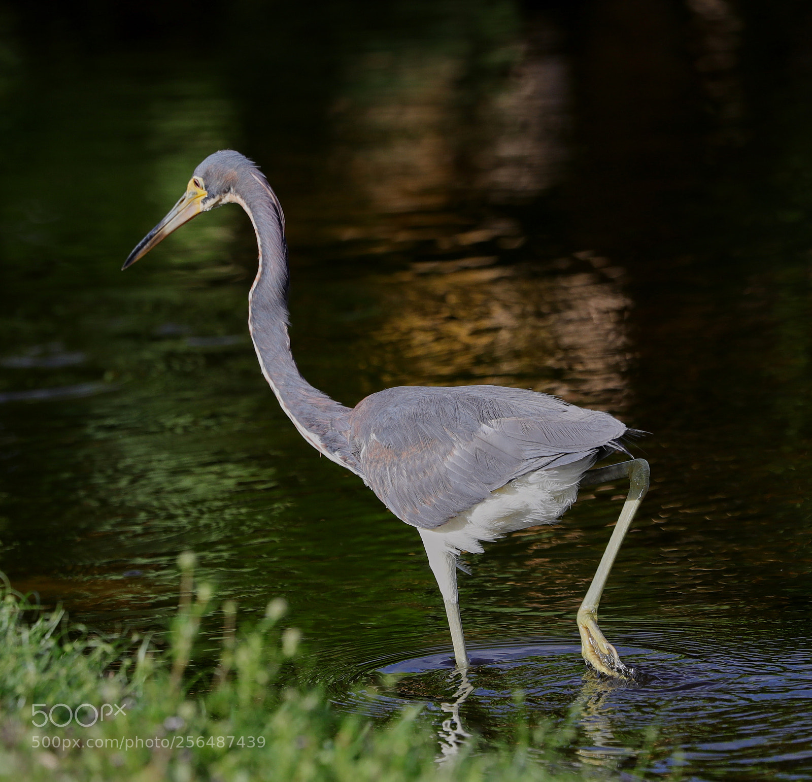 Canon EOS-1D X Mark II sample photo. 05-04-18-0015972.jpg photography