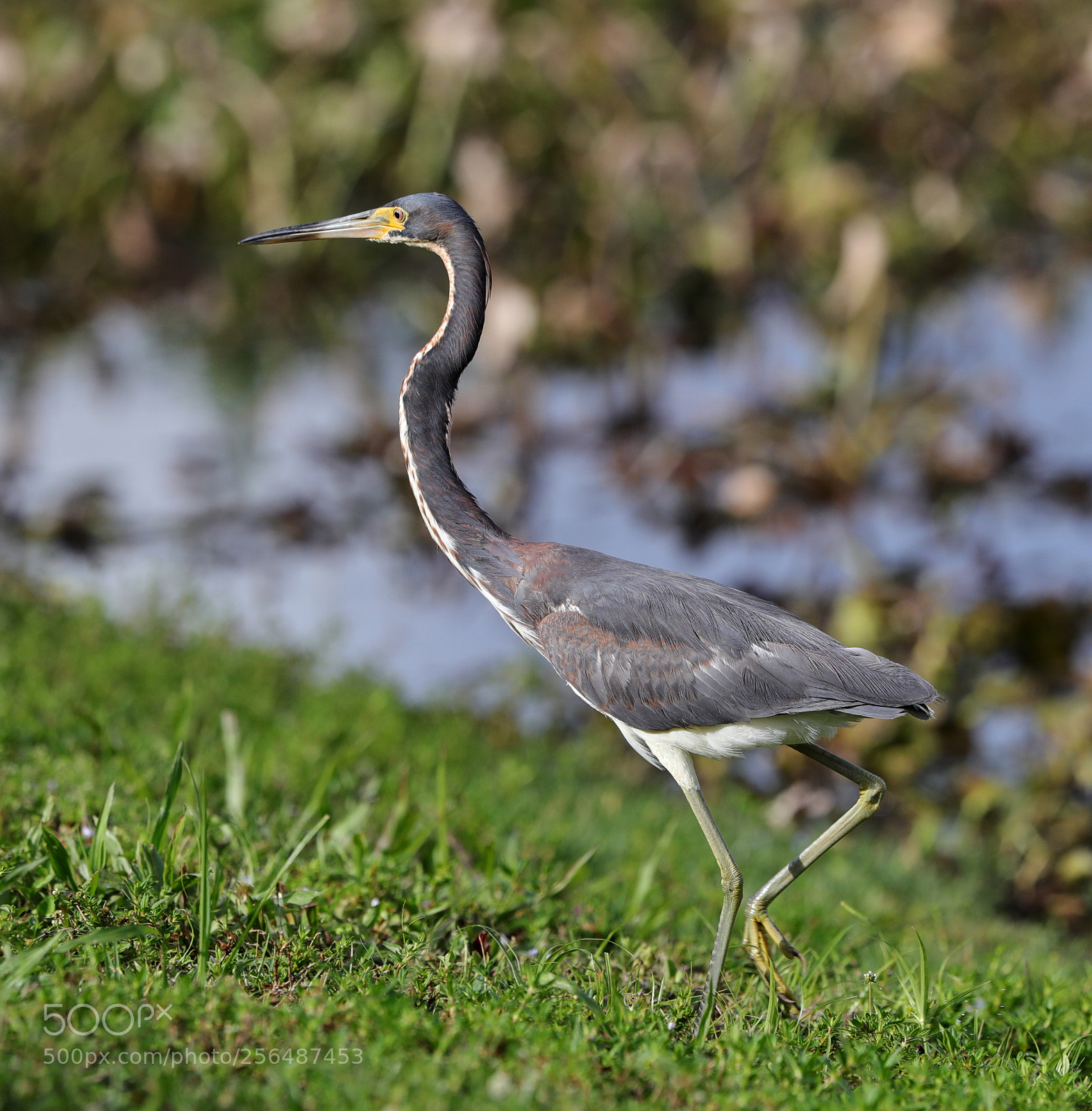 Canon EOS-1D X Mark II sample photo. 05-04-18-0015969.jpg photography