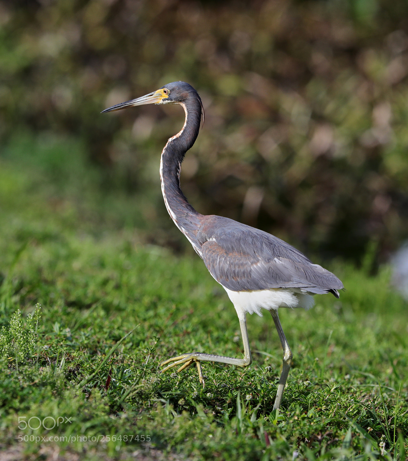 Canon EOS-1D X Mark II sample photo. 05-04-18-0015968.jpg photography
