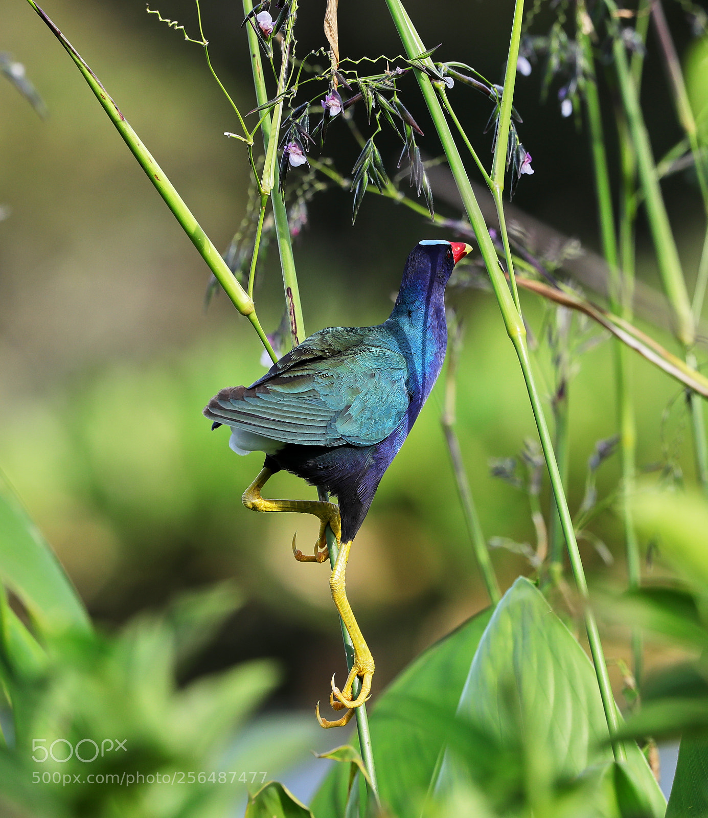 Canon EOS-1D X Mark II sample photo. 05-04-18-0015967.jpg photography