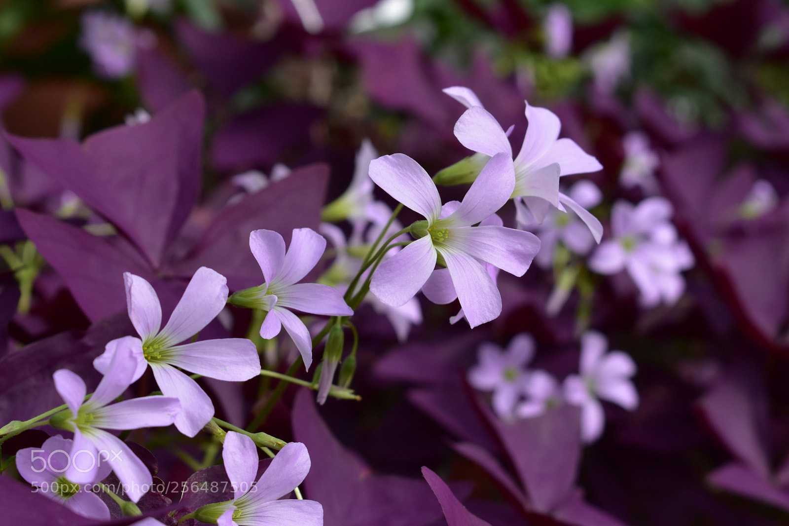 Nikon D5500 sample photo. Violet photography