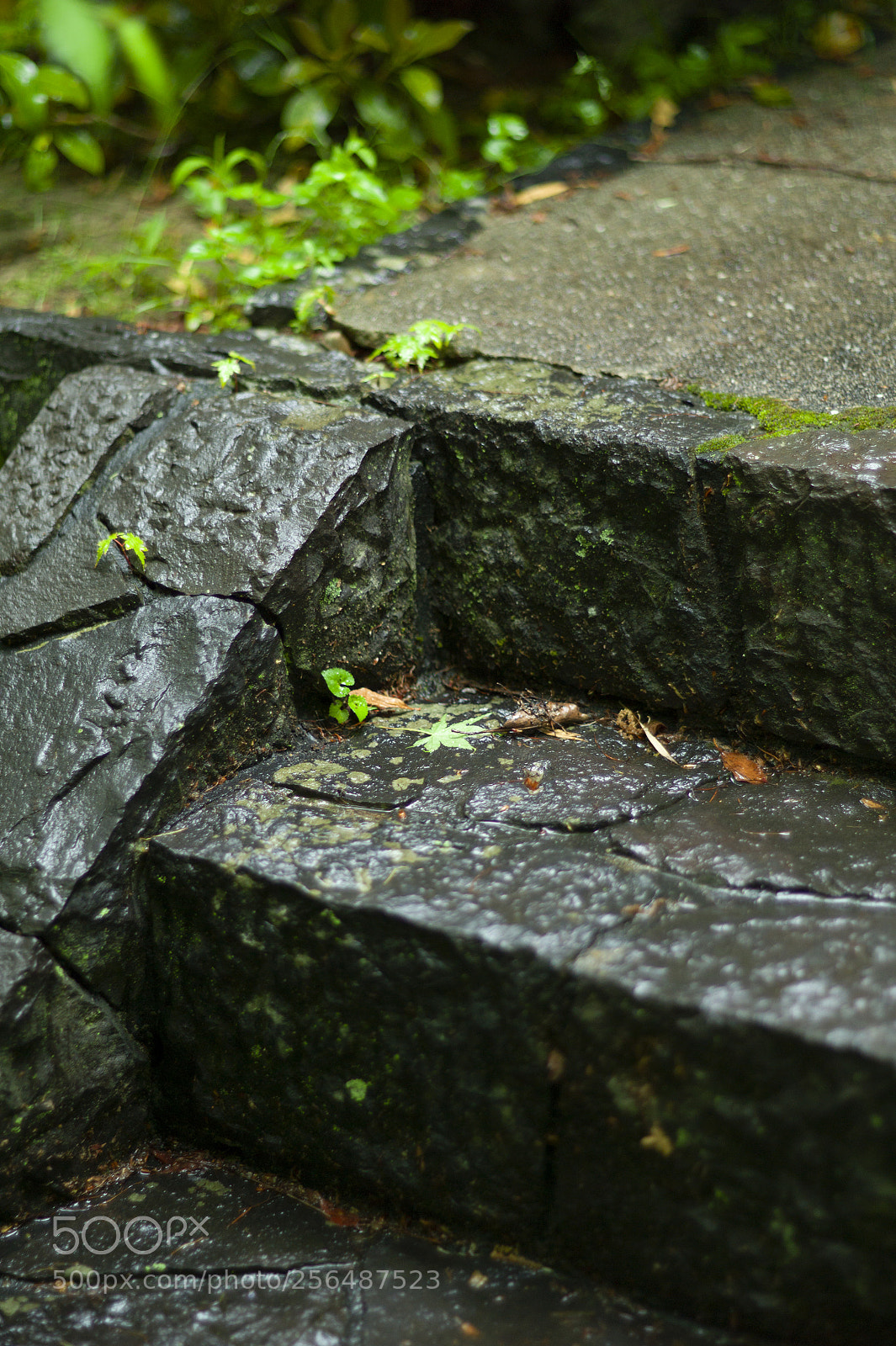 Leica M9 sample photo. Sahoji(佐保路) #11 photography