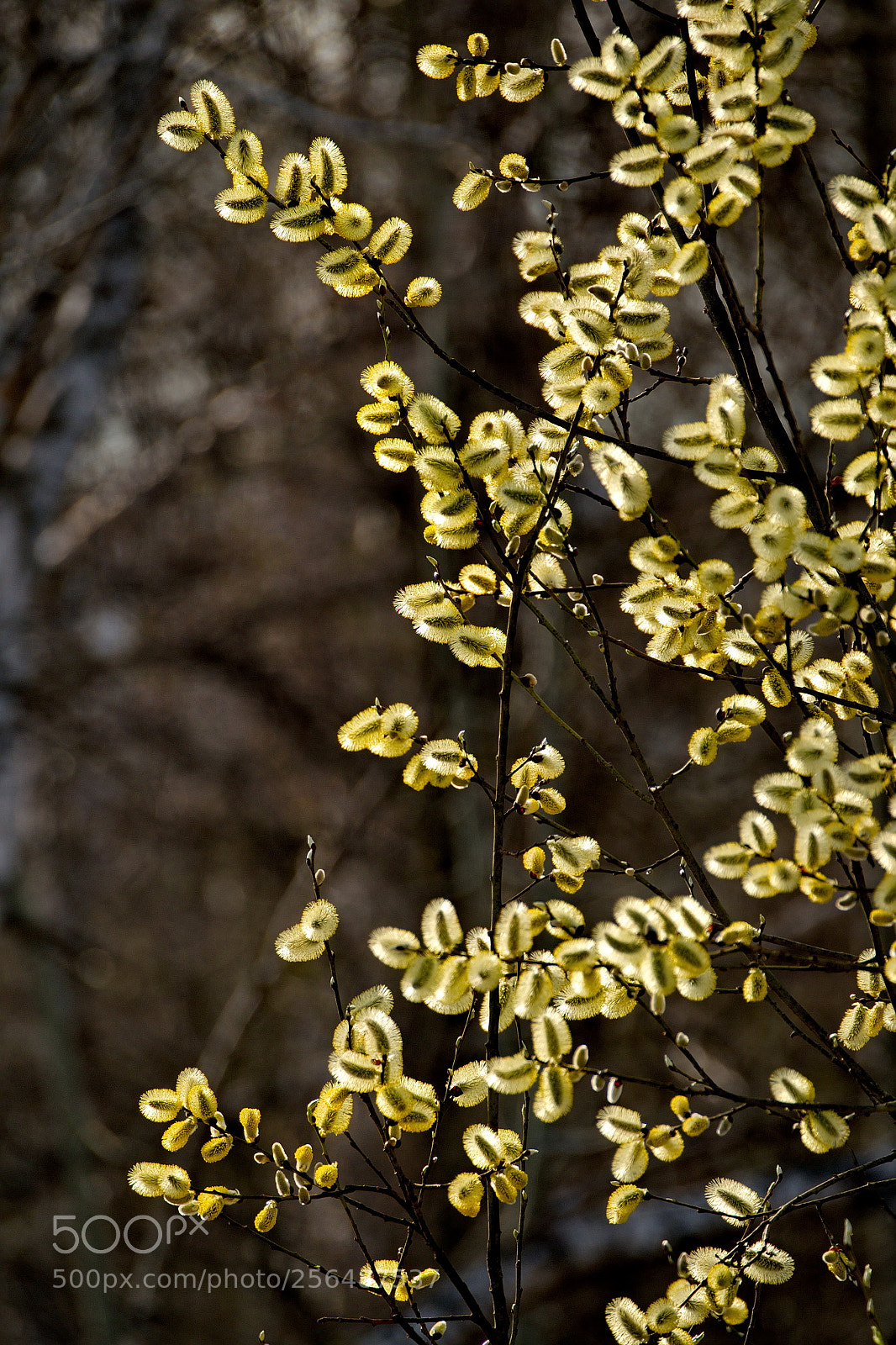 Fujifilm X-T1 sample photo. Spring willow photography